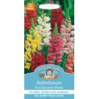 UK/FO-ANTIRRHINUM Rust Resistant Mixed - image 2
