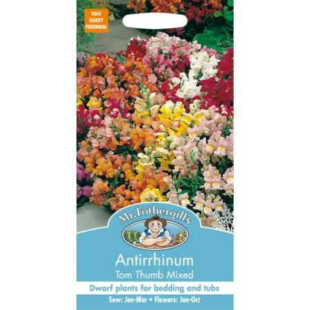 UK/FO-ANTIRRHINUM Tom Thumb Mixed - image 1