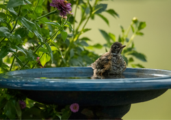 Bird Baths