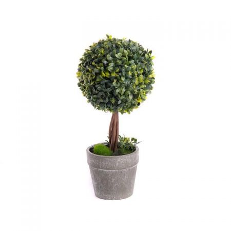 Blenheim Boxwood