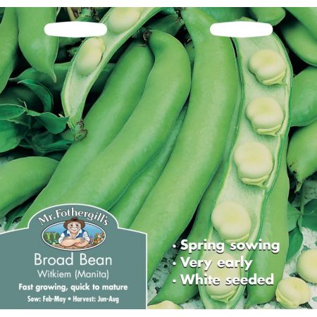 UK/FO-BROAD BEAN Witkiem (Manita) - image 1