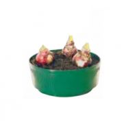 Bulb Bowl Green 6.5In.