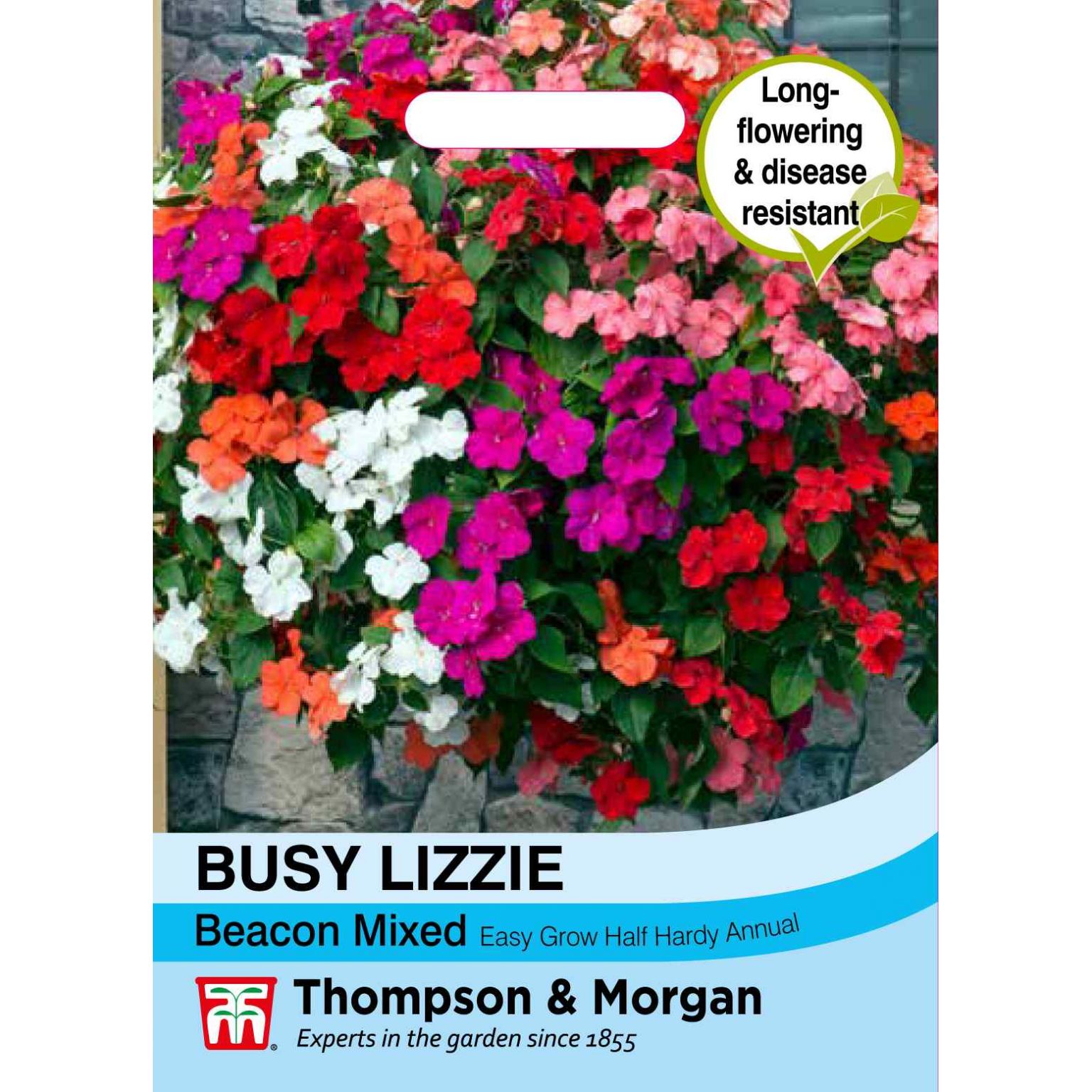 Busy Lizzie Beacon Mixed Thirsk Garden Centre
