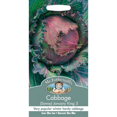 UK/FO-CABBAGE (Savoy) January King 3 - image 1