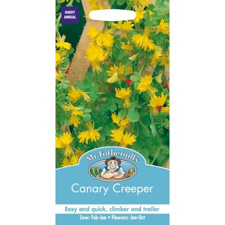 UK/FO-CANARY CREEPER - image 1