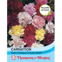 carnation chabaud giant