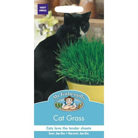 UK/FO-CAT GRASS Avena sativa - image 1