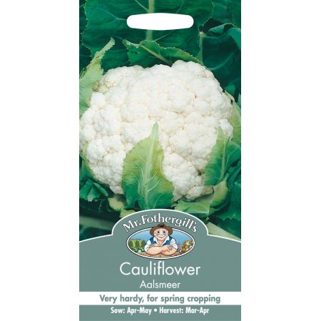 UK/FO-CAULIFLOWER Aalsmeer - image 1