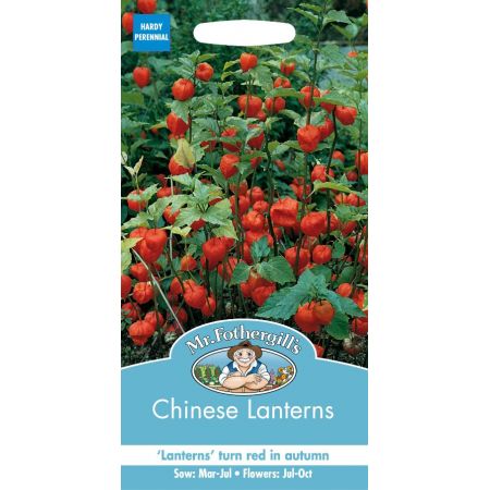 UK/FO-CHINESE LANTERNS Physalis alkekengi - image 1