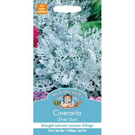 UK/FO-CINERARIA Silver Dust - image 1