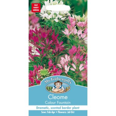 UK/FO-CLEOME Colour Fountain - image 1