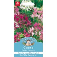 UK/FO-CLEOME Colour Fountain - image 1