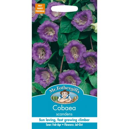 UK/FO-COBAEA scandens - image 1