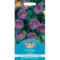 UK/FO-COBAEA scandens - image 1