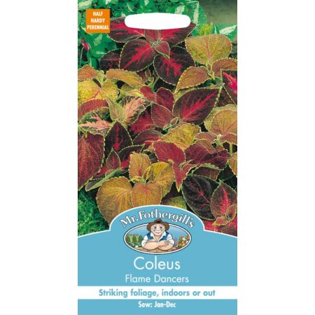 UK/FO-COLEUS Flame Dancers - image 1