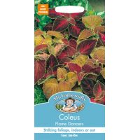 UK/FO-COLEUS Flame Dancers - image 1