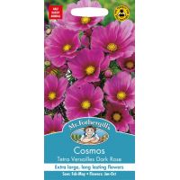 UK/FO-COSMOS Tetra Versailles Dark Rose - image 1