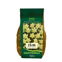 Daffodil Binkie 2kg