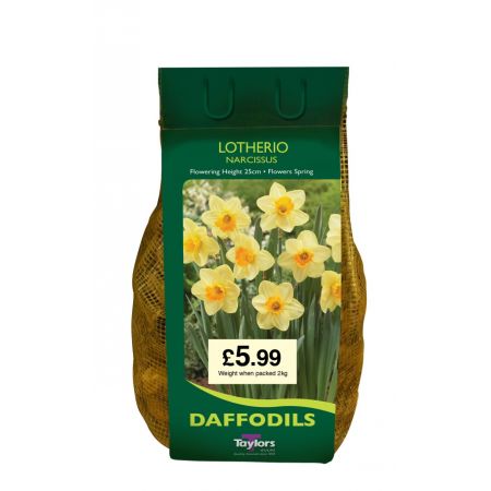 DAFFODILS LOTHERIO 1.5kg