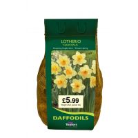 DAFFODILS LOTHERIO 1.5kg