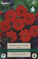 DAHLIA BISHOP OF LLANDAFF 1 pack