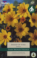 DAHLIA BISHOP OF YORK 1 pack