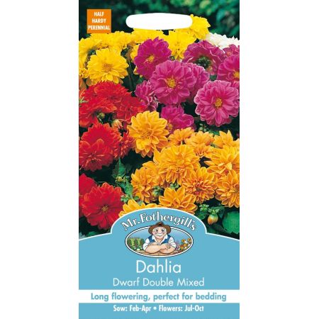 UK/FO-DAHLIA Dwarf Double Mixed - image 1