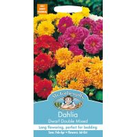 UK/FO-DAHLIA Dwarf Double Mixed - image 1
