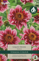 DAHLIA LIQUID DESIRE I