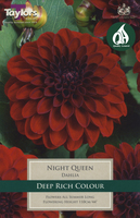 DAHLIA NIGHT QUEEN 1 pack