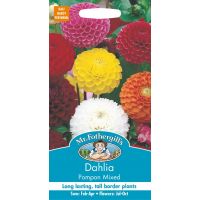 UK/FO-DAHLIA Pompon Mixed - image 1