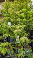 Dawn Redwood