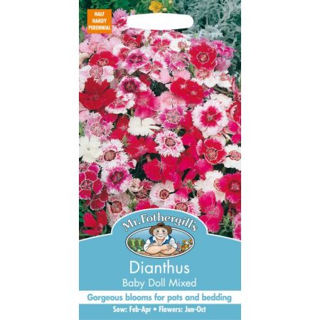 UK/FO-DIANTHUS Baby Doll Mixed - image 1