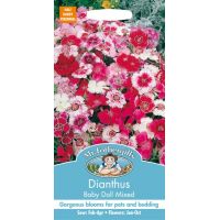 UK/FO-DIANTHUS Baby Doll Mixed - image 1