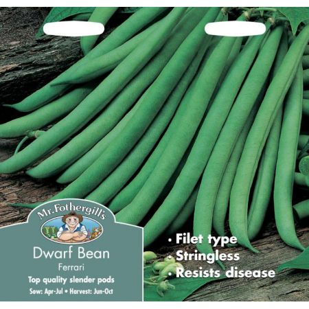 UK/FO-DWARF FRENCH BEAN Ferrari - image 1