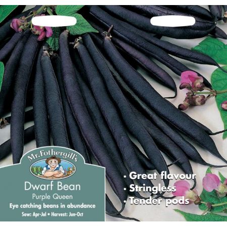 UK/FO-DWARF FRENCH BEAN Purple Queen - image 1