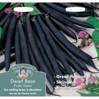 UK/FO-DWARF FRENCH BEAN Purple Queen - image 1