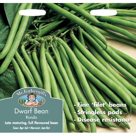 UK/FO-DWARF FRENCH BEAN Rondo - image 1