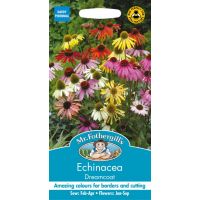 UK/FO-ECHINACEA Dreamcoat - image 1