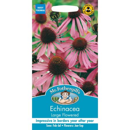 UK/FO-ECHINACEA Large Flowered - image 1