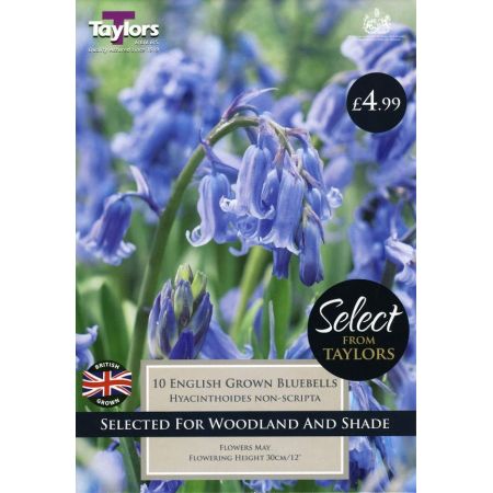 English Grown Bluebells