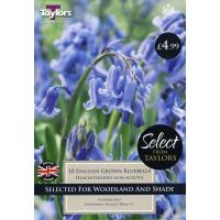 English Grown Bluebells