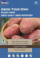 First POTATO RED DUKE OF YORK 10 pack