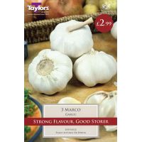 GARLIC MARCO 3 bulbs