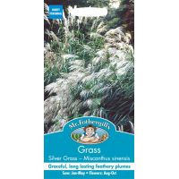 UK/FO-GRASS Silver Grass - Miscanthus sinensis Early Hybrids - image 1