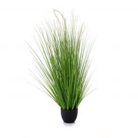 Havana Grass