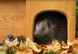 Hedgehog Food & Care