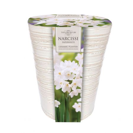 INDOOR PAPERWHITE PLANTER