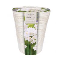 INDOOR PAPERWHITE PLANTER