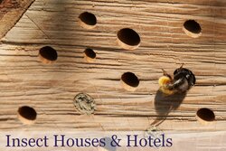 Insect Houses & Hotels